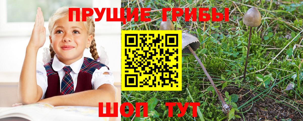 Галлюциногенные грибы GOLDEN TEACHER  магазин продажи наркотиков  Белебей  Вход с VPN 